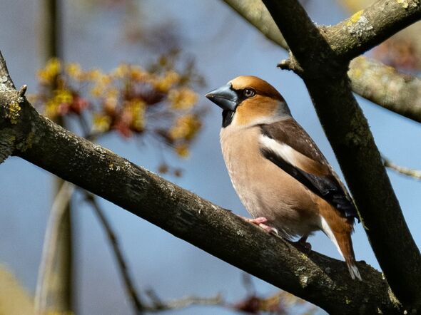 Appelvink
